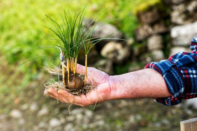 केसर का पौधा कैसे लगाएं - How To Plant Saffron From Bulb In Hindi